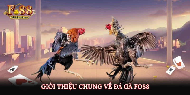 Giới thiệu chung về đá gà FO88
